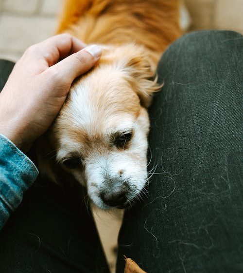 How to Move with Pets: A Guide to Relocating Your Furry Friends Safely