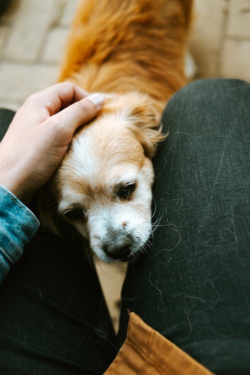 How to Move with Pets: A Guide to Relocating Your Furry Friends Safely