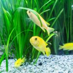 Smooth Sailing: How to Move with Your Aquarium
