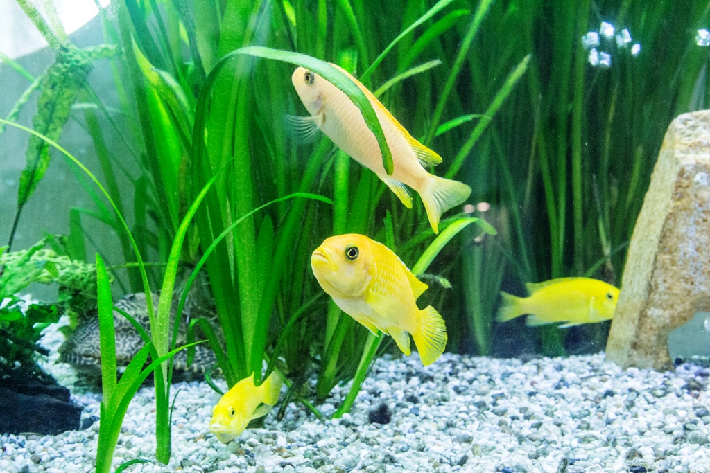 Smooth Sailing: How to Move with Your Aquarium