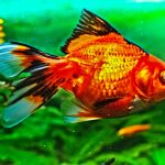 Seamless Transition: Expert Tips for Relocating Your Aquarium Without Stress